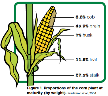Proportions of corn plant at maturity