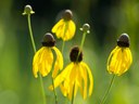 Prairie coneflowers