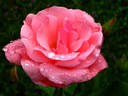 Pink rose