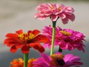 Zinnias