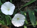 Field bindweed