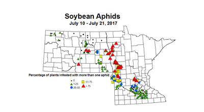 soybean aphids 7 10 7 21 2017