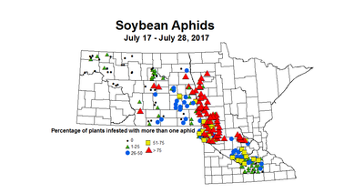 soybean Aphid 7 17 7 28 2017