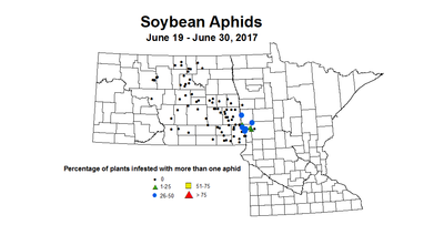 soybean aphids 2017 6 19 6 30