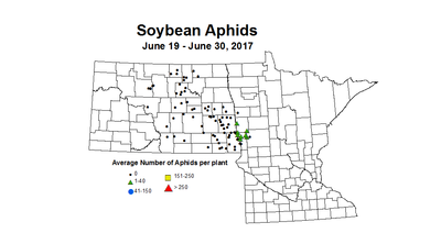 soybean AVGaphids 2017 6 19 6 30