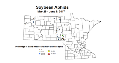 soybean aphidsINC 5 29 6 9 2017
