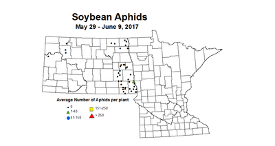 soybean AVGaphids 5 29 6 9 2017