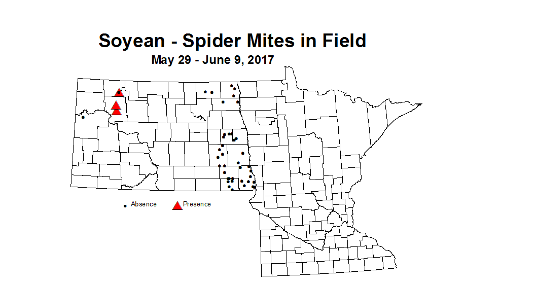soybean mitesinfield 5 29 6 9 2017