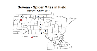 soybean mitesinfield 5 29 6 9 2017