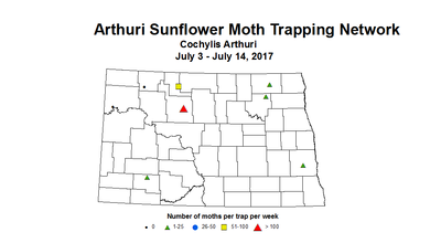 sunflowerInsectTrap arthur 7 3 7 14 2017