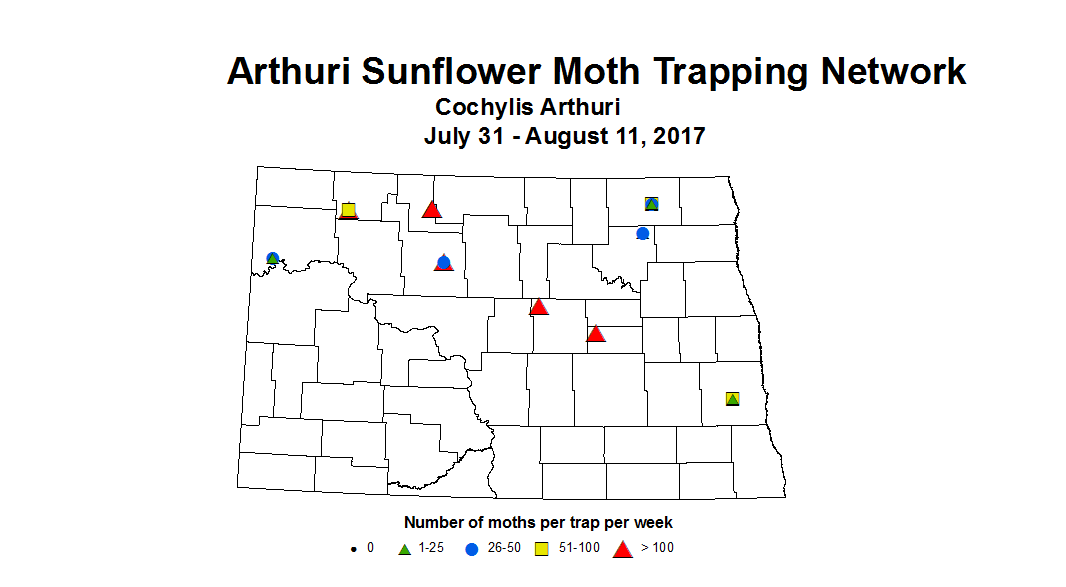 sunflowerInsectTrap arthuri 7 31 8 11 2017