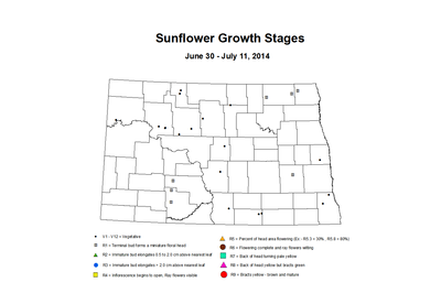 6 30 7 11 Sunflower ZGS