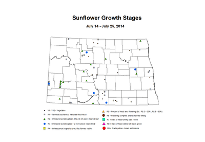 7 14 7 25 Sunflower ZGS