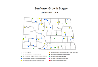 7 21 8 1 Sunflower ZGS