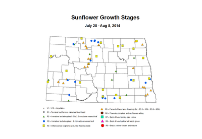 7 28 8 8 Sunflower ZGS