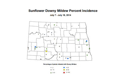7 7 7 18 Sunflower DM Inc