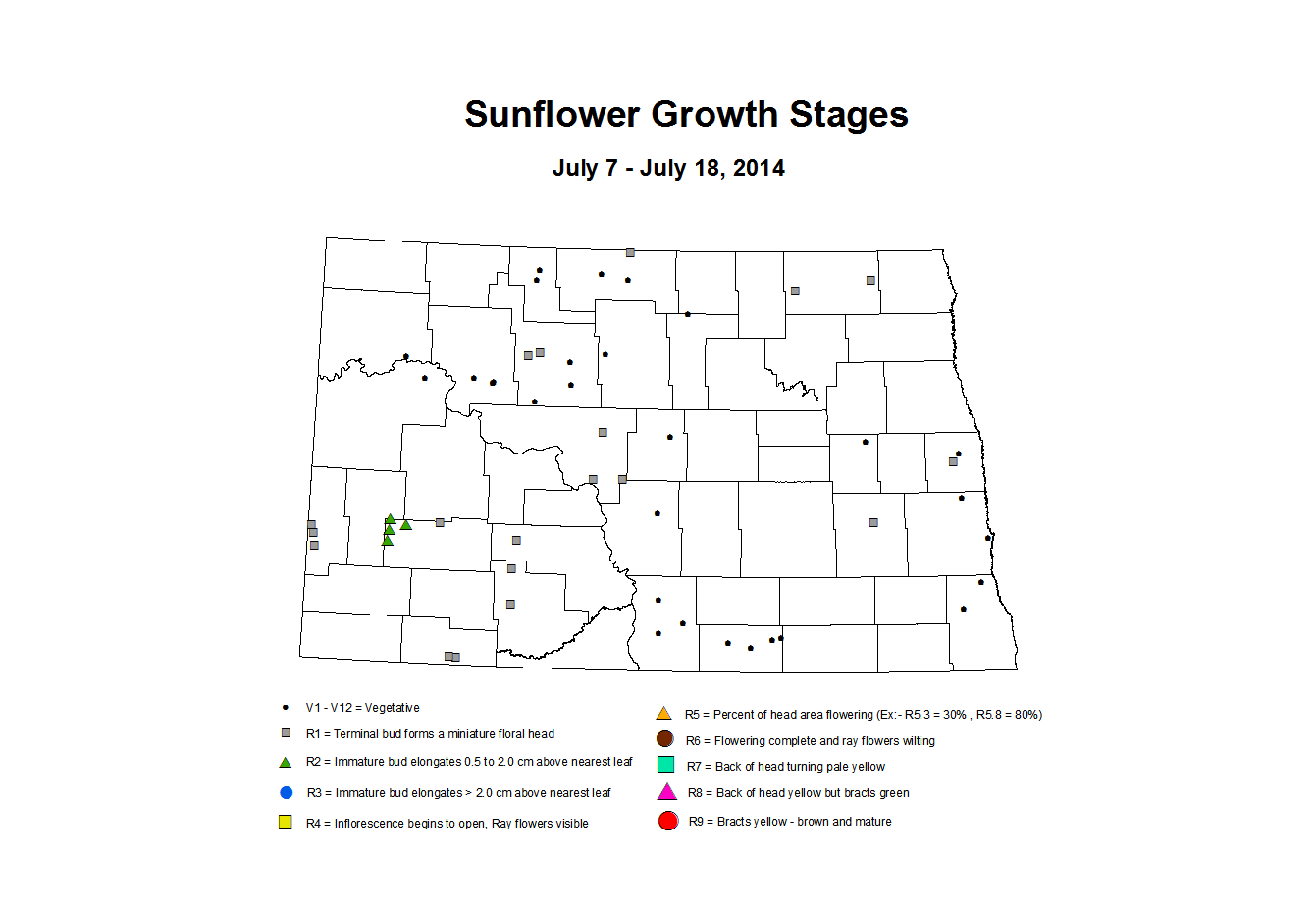 7 7 7 18 Sunflower ZGS