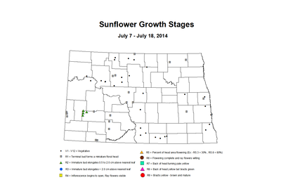 7 7 7 18 Sunflower ZGS