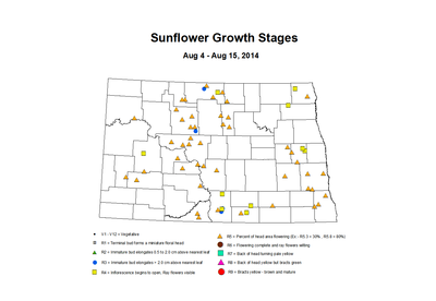 8 4 8 15 Sunflower ZGS