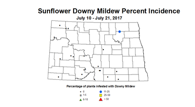 sunflower mildew 7 10 7 21 2017