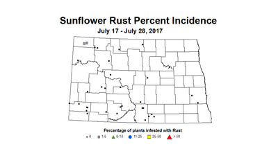 sunflower rustIncidence 7 17 7 28 2017