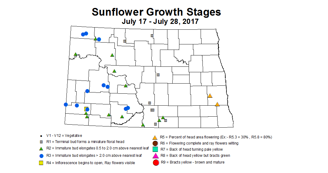 sunflower zgS 7 17 7 28 2017