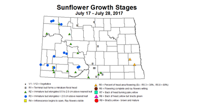sunflower zgS 7 17 7 28 2017