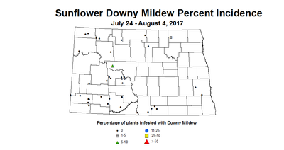 sunflower mildew 7 24 8 4 2017