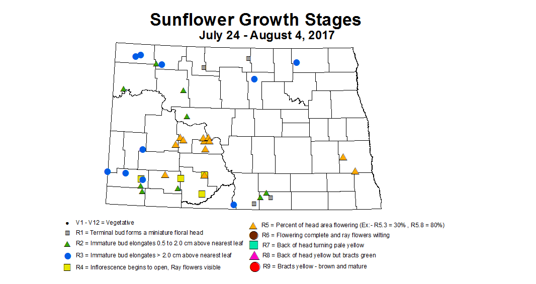 sunflower zgs 7 24 8 4 2017