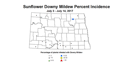 sunflower mildew 7 3 7 14 2017