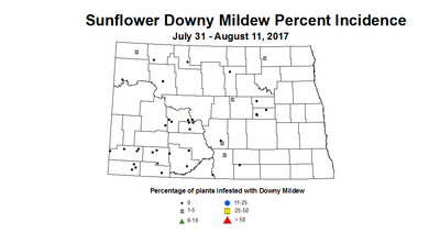 sunflower mildew 7 31 8 11 2017