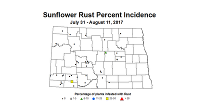 sunflower rustIncidence 7 31 8 11 2017