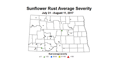 sunflower rustSeverity 7 31 8 11 2017