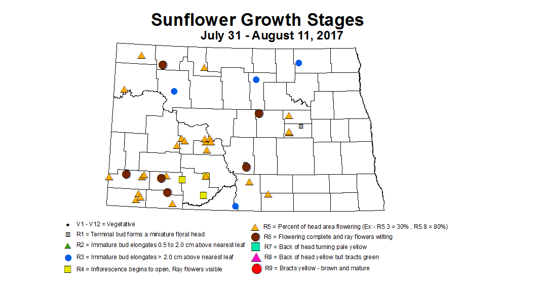sunflower zgs 7 31 8 11 2017