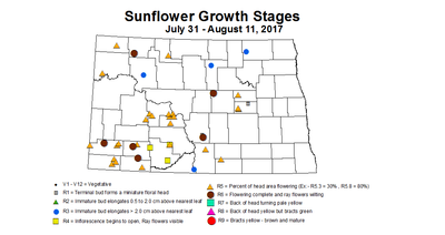 sunflower zgs 7 31 8 11 2017