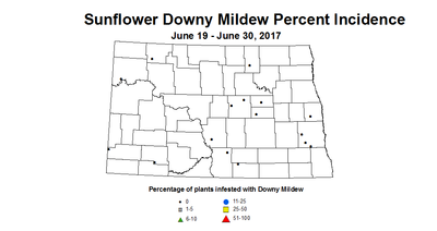 sunflower mildew 6 19 6 30