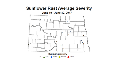 sunflower rustSV 6 19 6 30