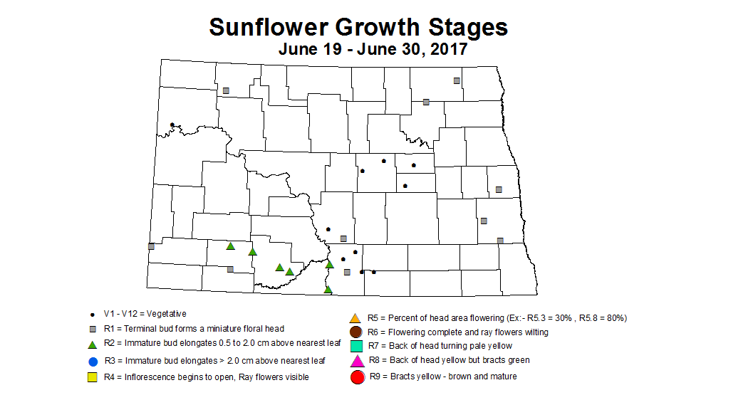 sunflower zgs 2017 6 26 7 7