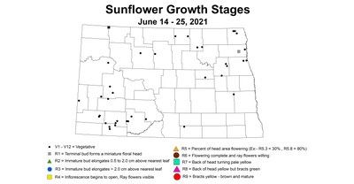 sunflowerGrowthStages 6.14 6.25