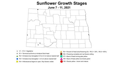 sunflowerGrowthStages6.7 6.11