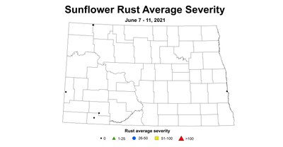 sunflowerRustSeverity6.7 6.11