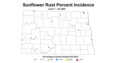 sunflowerRustIncidence 6.7 6.18