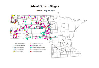 7 14 7 25 Wheat GrowthStages ZGS