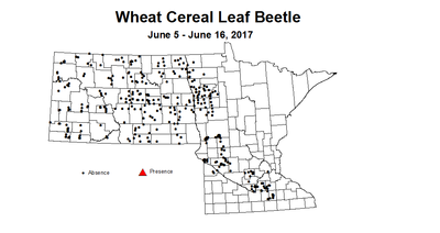 wheat CLB 6 5 6 16 2017