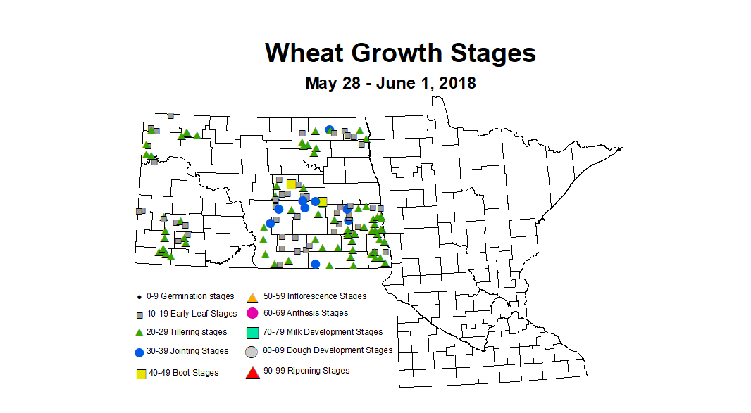 wheat zgs 5.28 6.1 2018