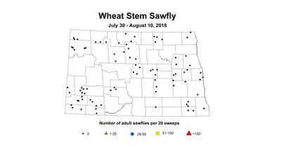 July30 aug10 wheat stem sawfly