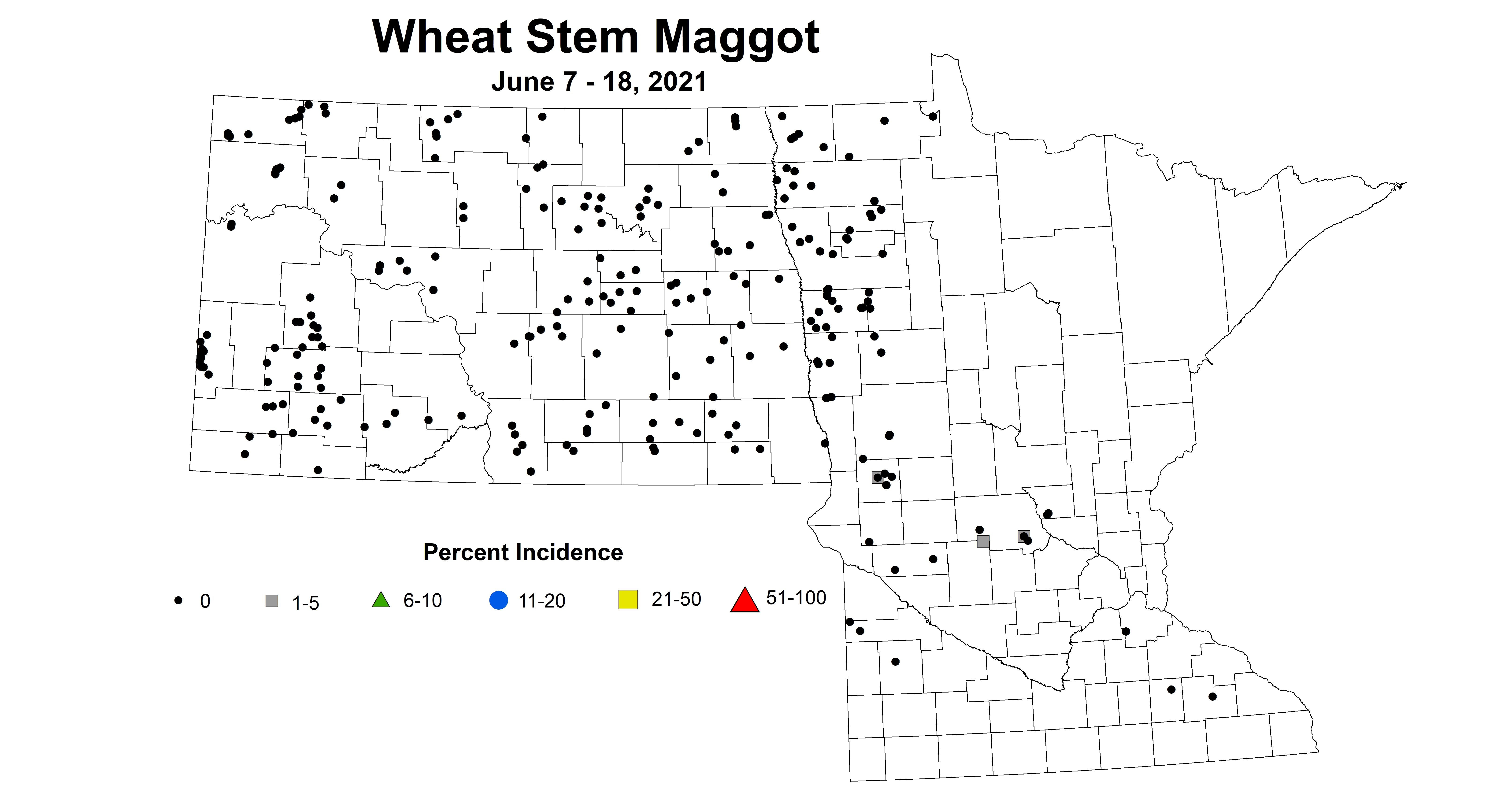 wheatStemMaggot 6.7 6.18