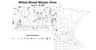 wheatStreakMosaicVirus 6.7 6.18
