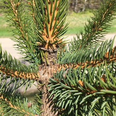 Tree damage from twist tie