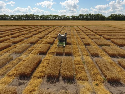 Wheat harvest 2017